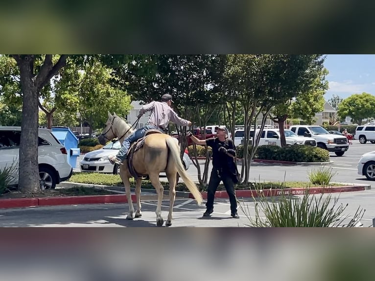 American Quarter Horse Castrone 13 Anni 152 cm Palomino in Paicines CA