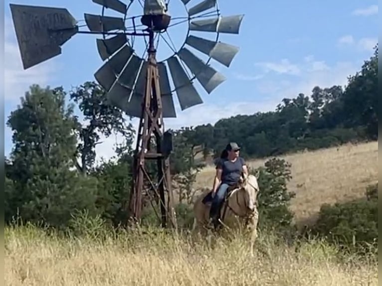 American Quarter Horse Castrone 13 Anni 152 cm Palomino in Paicines CA