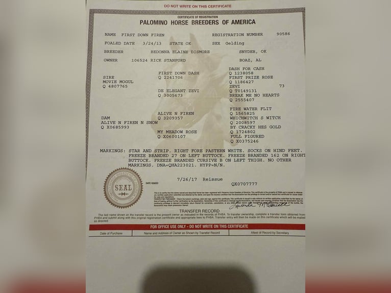 American Quarter Horse Castrone 13 Anni 152 cm Palomino in Stephenville TX