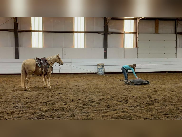 American Quarter Horse Castrone 13 Anni 152 cm Palomino in Corsica, SD