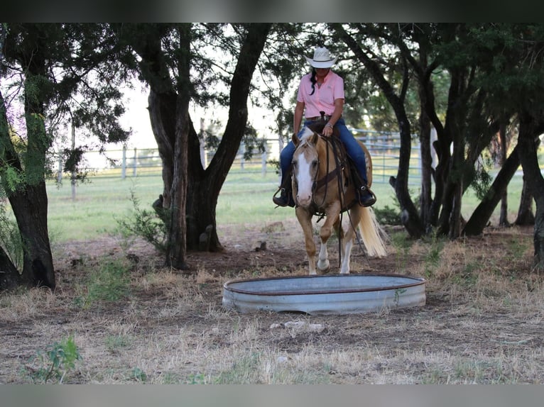 American Quarter Horse Castrone 13 Anni 152 cm Palomino in Cleburne TX