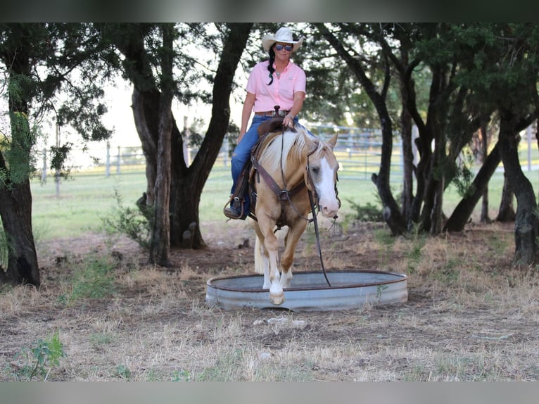 American Quarter Horse Castrone 13 Anni 152 cm Palomino in Cleburne TX