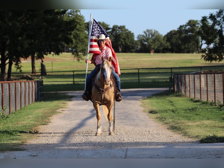 American Quarter Horse Castrone 13 Anni 152 cm Palomino in Cleburne TX