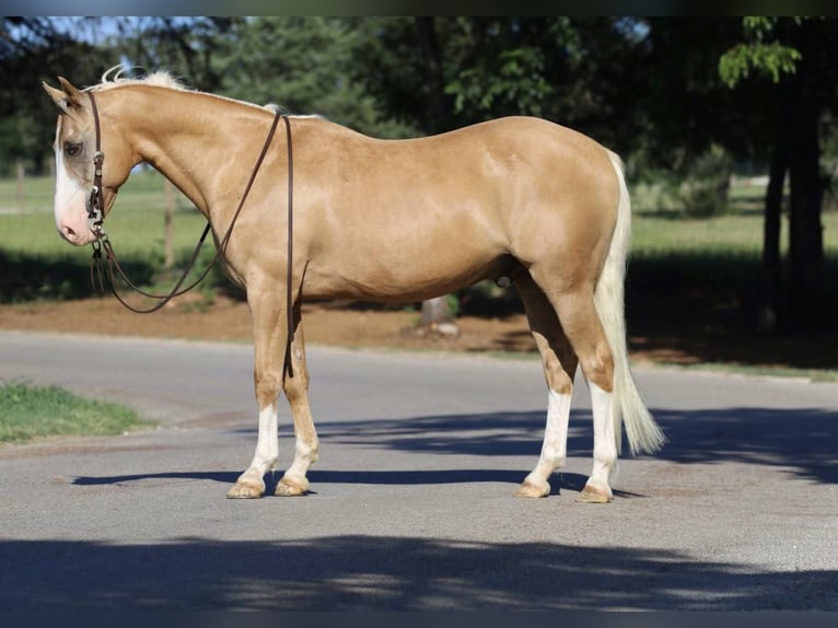 American Quarter Horse Castrone 13 Anni 152 cm Palomino in Cleburne TX