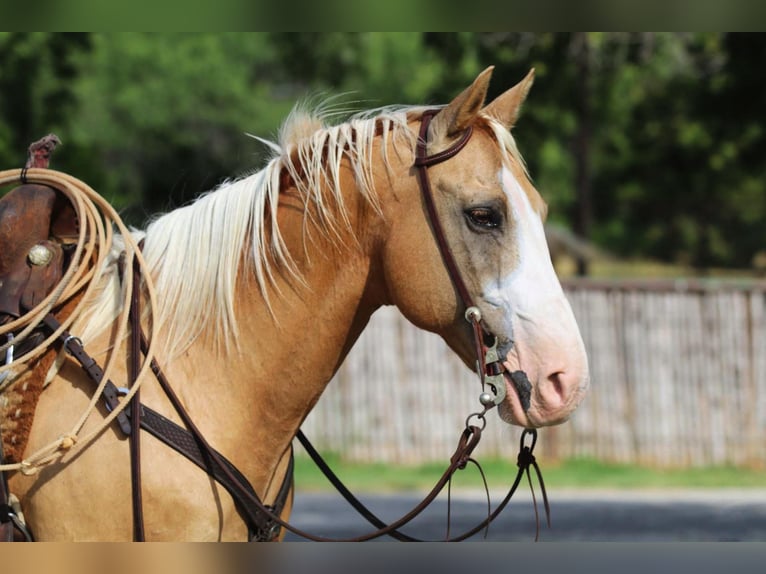 American Quarter Horse Castrone 13 Anni 152 cm Palomino in Cleburne TX