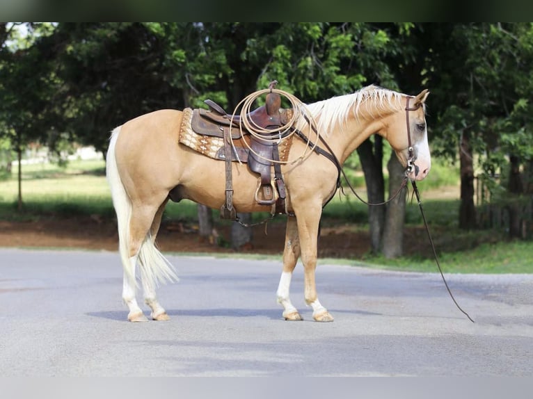 American Quarter Horse Castrone 13 Anni 152 cm Palomino in Cleburne TX