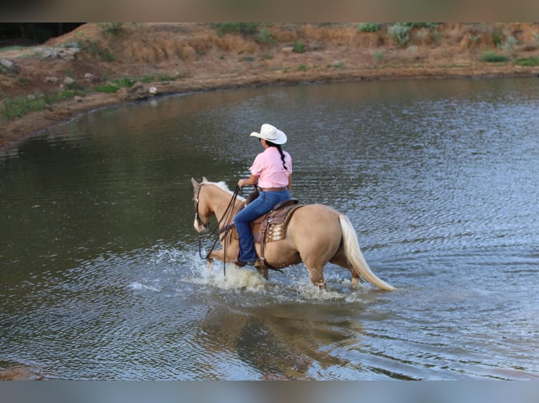 American Quarter Horse Castrone 13 Anni 152 cm Palomino in Cleburne TX