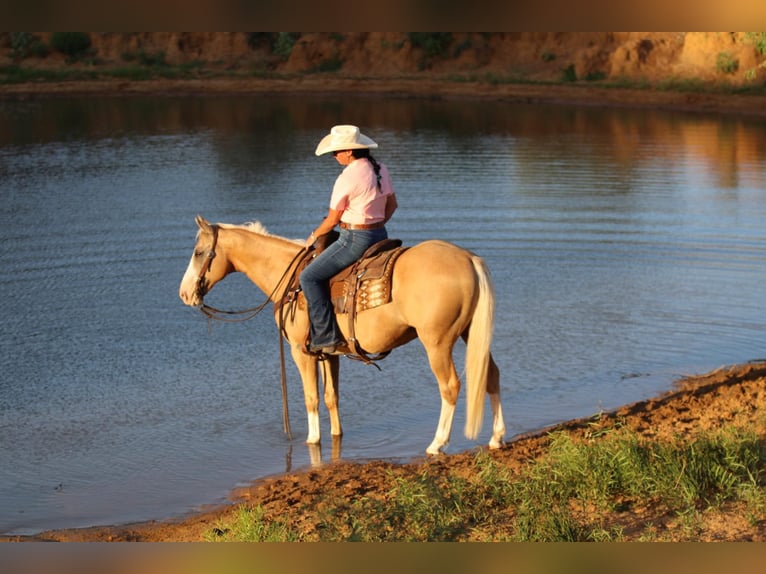 American Quarter Horse Castrone 13 Anni 152 cm Palomino in Cleburne TX