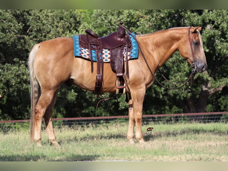 American Quarter Horse Castrone 13 Anni 152 cm Palomino in Jacksboro, TX