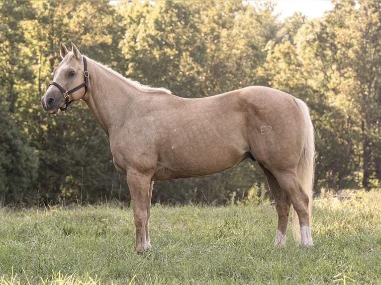 American Quarter Horse Castrone 13 Anni 152 cm Palomino in Lowgap, NC