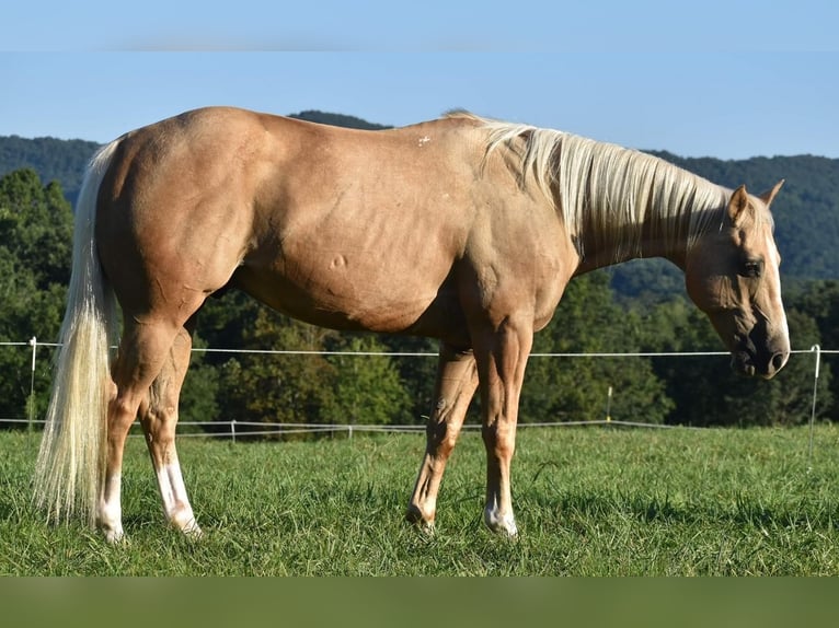 American Quarter Horse Castrone 13 Anni 152 cm Palomino in Lowgap, NC