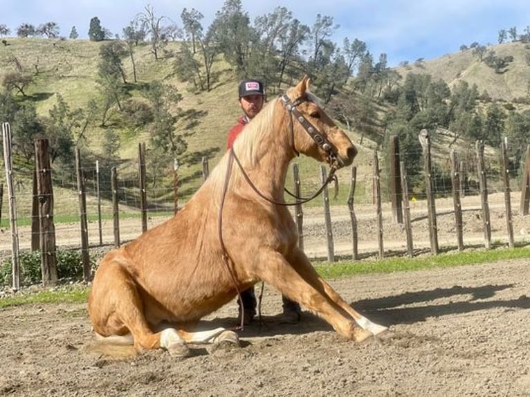 American Quarter Horse Castrone 13 Anni 152 cm Palomino in Paicines, CA