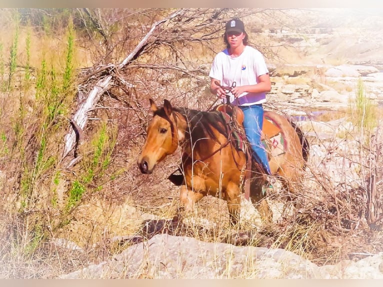 American Quarter Horse Castrone 13 Anni 152 cm Pelle di daino in Bluff Dale, TX