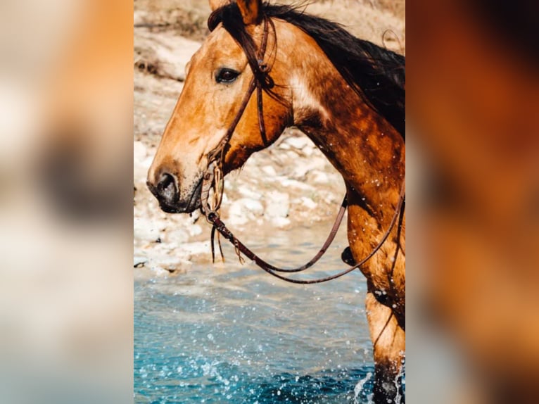 American Quarter Horse Castrone 13 Anni 152 cm Pelle di daino in Bluff Dale, TX