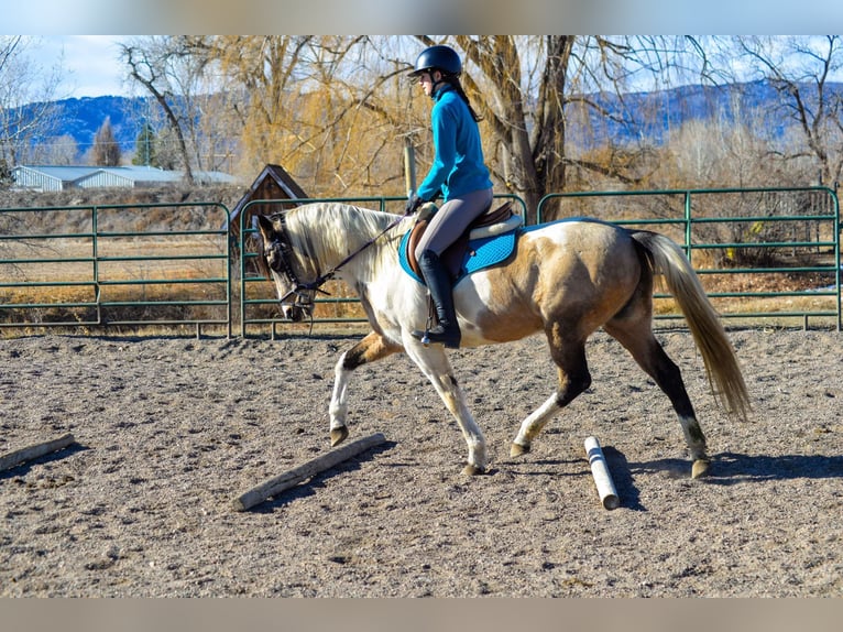 American Quarter Horse Castrone 13 Anni 152 cm Pelle di daino in Fort Collins, CO