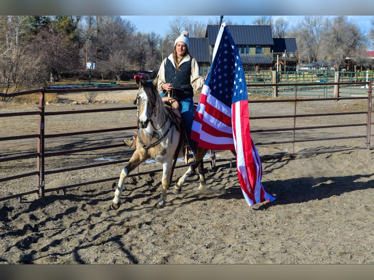 American Quarter Horse Castrone 13 Anni 152 cm Pelle di daino in Fort Collins, CO