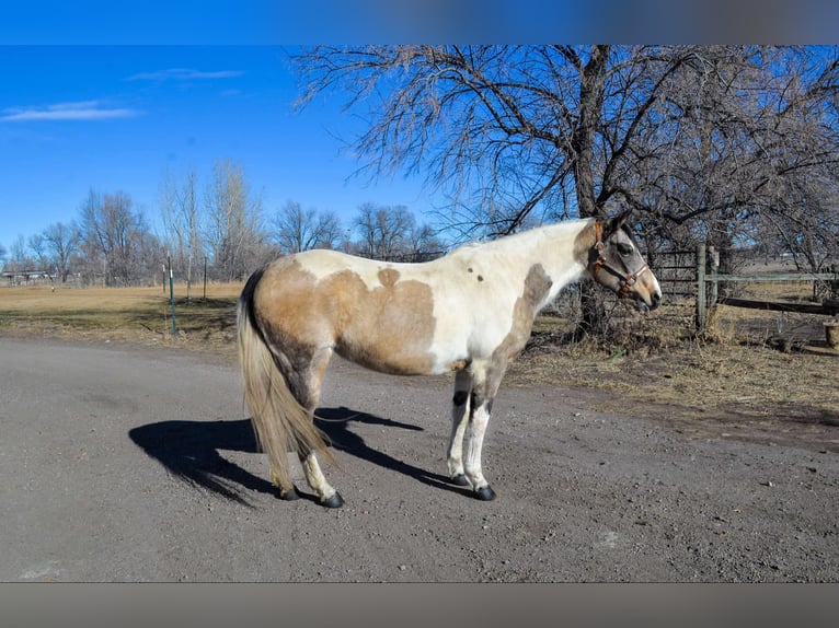 American Quarter Horse Castrone 13 Anni 152 cm Pelle di daino in Fort Collins, CO