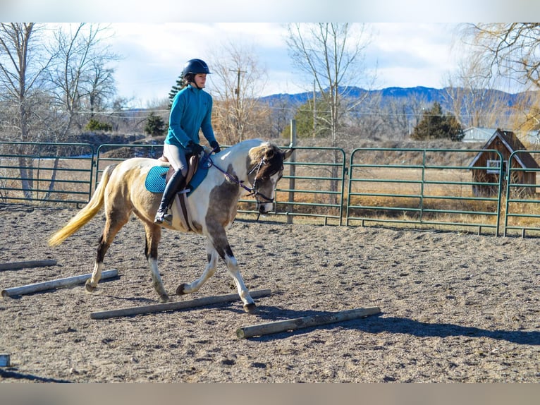 American Quarter Horse Castrone 13 Anni 152 cm Pelle di daino in Fort Collins, CO