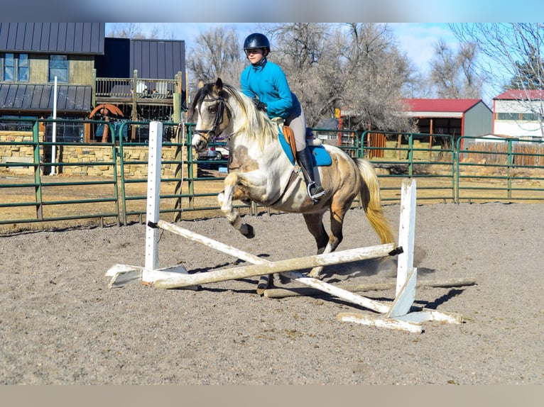 American Quarter Horse Castrone 13 Anni 152 cm Pelle di daino in Fort Collins, CO