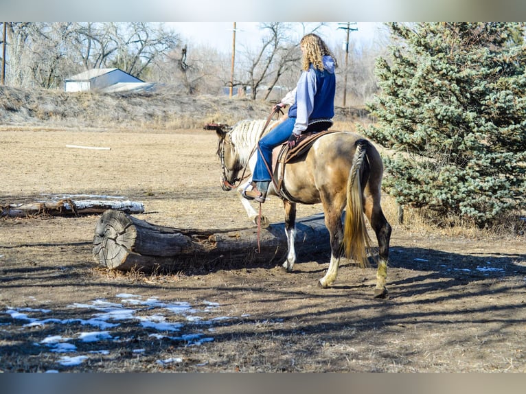 American Quarter Horse Castrone 13 Anni 152 cm Pelle di daino in Fort Collins, CO