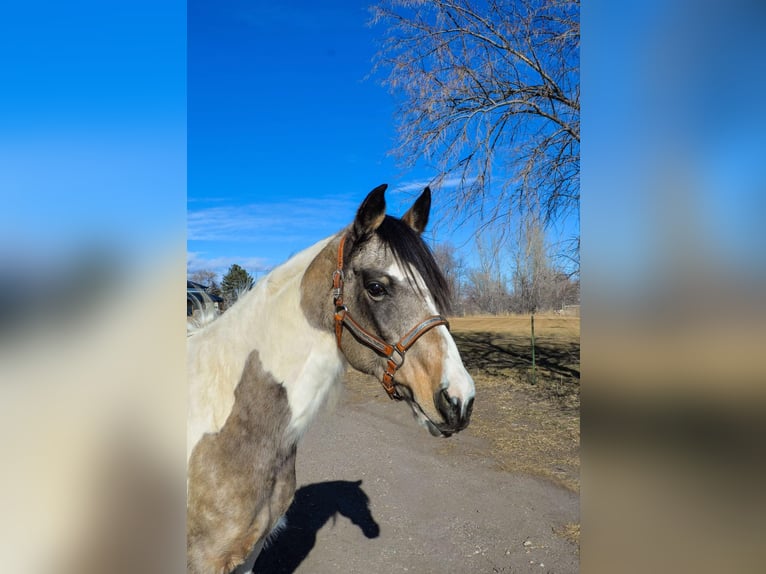 American Quarter Horse Castrone 13 Anni 152 cm Pelle di daino in Fort Collins, CO