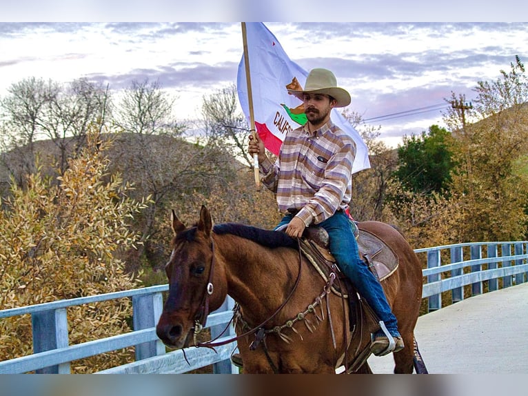 American Quarter Horse Castrone 13 Anni 152 cm Pelle di daino in Bitterwater CA