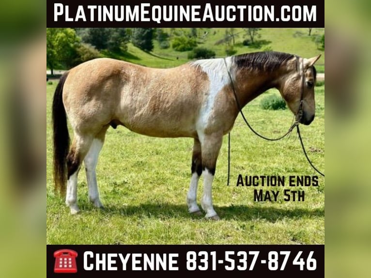 American Quarter Horse Castrone 13 Anni 152 cm Pelle di daino in Bitterwater CA