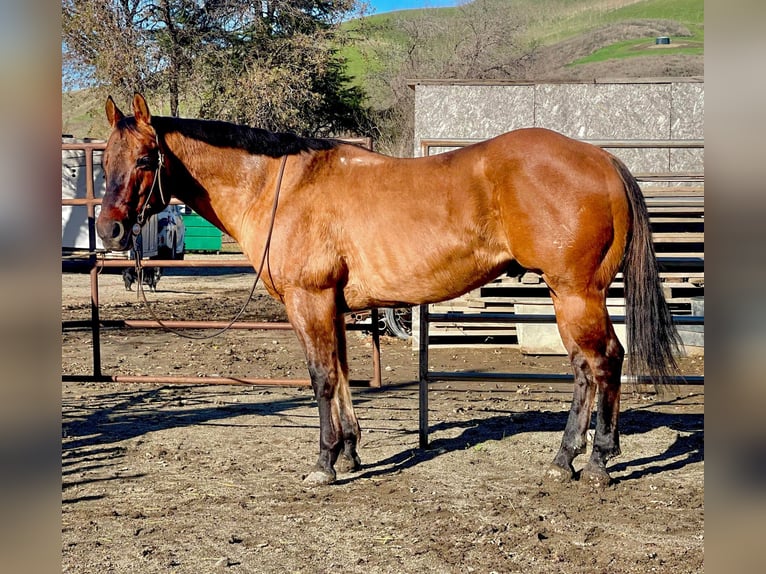 American Quarter Horse Castrone 13 Anni 152 cm Pelle di daino in Bitterwater CA