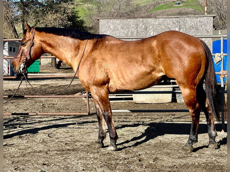 American Quarter Horse Castrone 13 Anni 152 cm Pelle di daino in Bitterwater CA