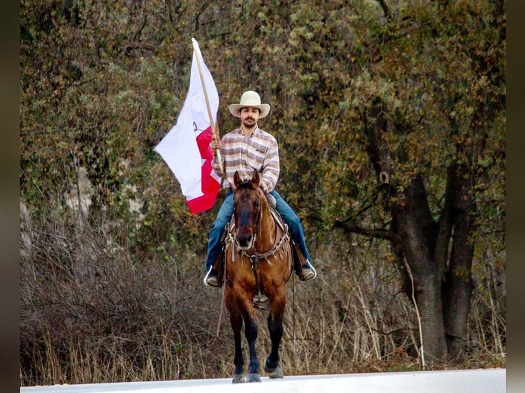 American Quarter Horse Castrone 13 Anni 152 cm Pelle di daino in Bitterwater CA