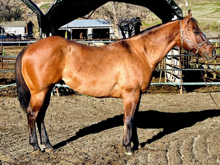 American Quarter Horse Castrone 13 Anni 152 cm Pelle di daino in Bitterwater CA