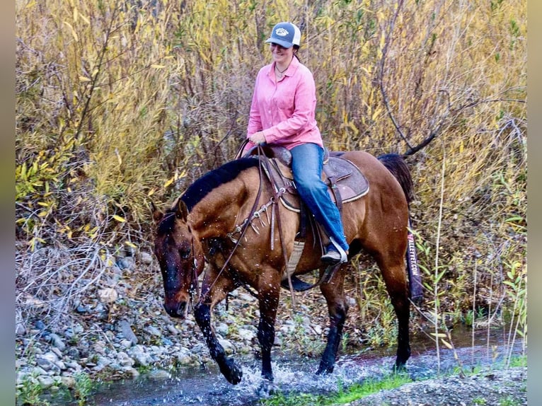 American Quarter Horse Castrone 13 Anni 152 cm Pelle di daino in Bitterwater CA