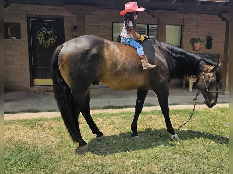 American Quarter Horse Castrone 13 Anni 152 cm Pelle di daino in El Paso TX