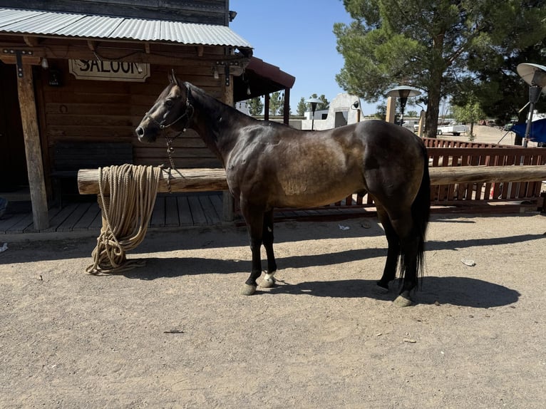 American Quarter Horse Castrone 13 Anni 152 cm Pelle di daino in El Paso TX