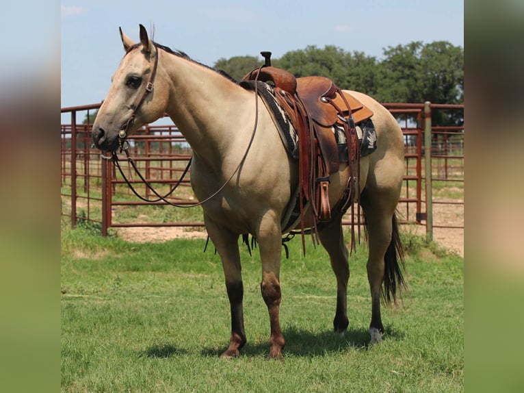 American Quarter Horse Castrone 13 Anni 152 cm Pelle di daino in Lipan TX