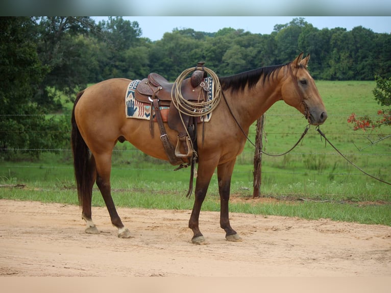 American Quarter Horse Castrone 13 Anni 152 cm Pelle di daino in rUSK tx