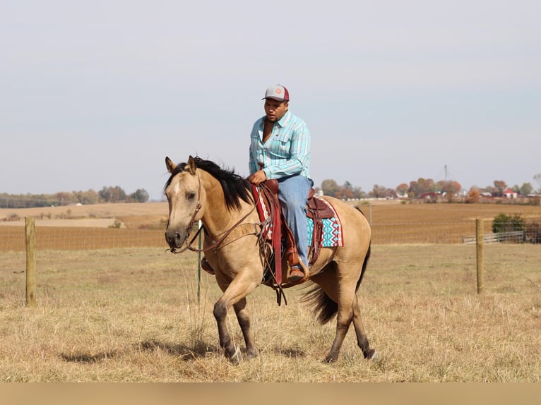 American Quarter Horse Castrone 13 Anni 152 cm Pelle di daino in Sanora Ky