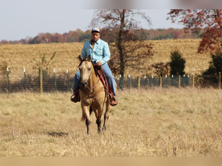 American Quarter Horse Castrone 13 Anni 152 cm Pelle di daino in Sanora Ky