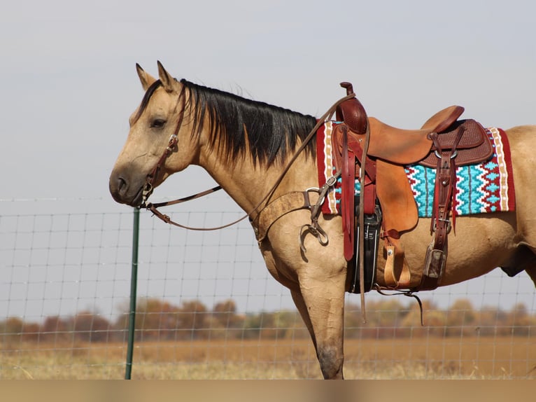 American Quarter Horse Castrone 13 Anni 152 cm Pelle di daino in Sanora Ky