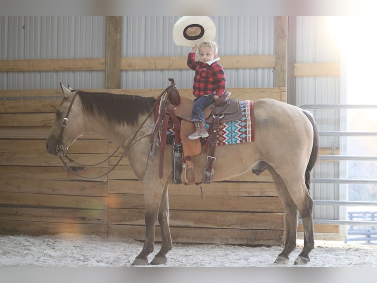 American Quarter Horse Castrone 13 Anni 152 cm Pelle di daino in Sanora Ky