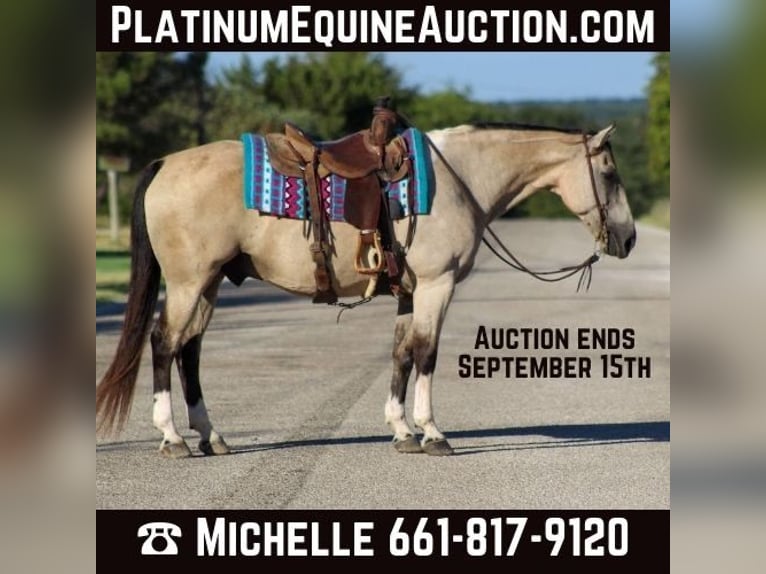 American Quarter Horse Castrone 13 Anni 152 cm Pelle di daino in Stephenville TX