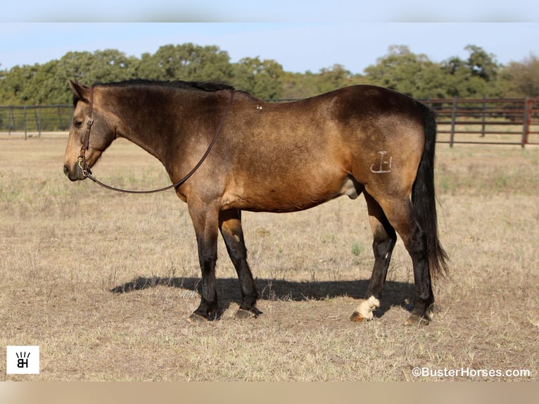 American Quarter Horse Castrone 13 Anni 152 cm Pelle di daino in Weatherford TX
