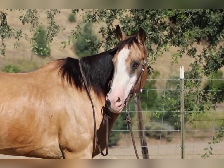 American Quarter Horse Castrone 13 Anni 152 cm Pelle di daino in Tres Pinos