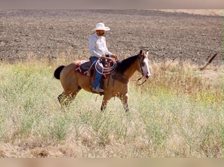 American Quarter Horse Castrone 13 Anni 152 cm Pelle di daino in Tres Pinos