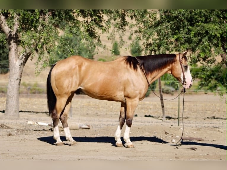 American Quarter Horse Castrone 13 Anni 152 cm Pelle di daino in Tres Pinos
