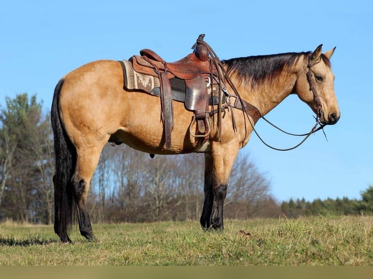American Quarter Horse Mix Castrone 13 Anni 152 cm Pelle di daino in Clarion, PA