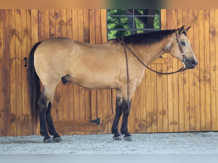 American Quarter Horse Castrone 13 Anni 152 cm Pelle di daino in Clarion, PA