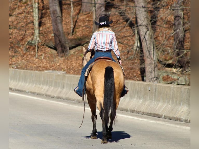 American Quarter Horse Mix Castrone 13 Anni 152 cm Pelle di daino in Clarion, PA