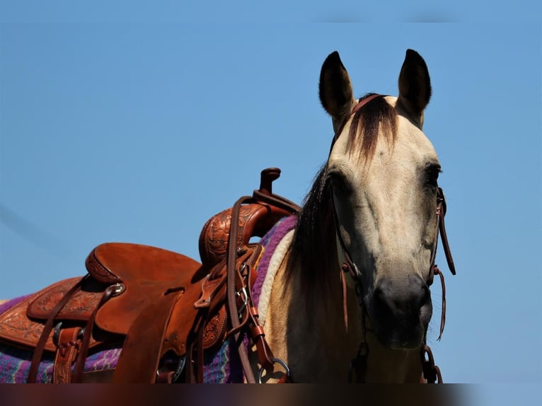 American Quarter Horse Castrone 13 Anni 152 cm Pelle di daino in Jacksboro, TX