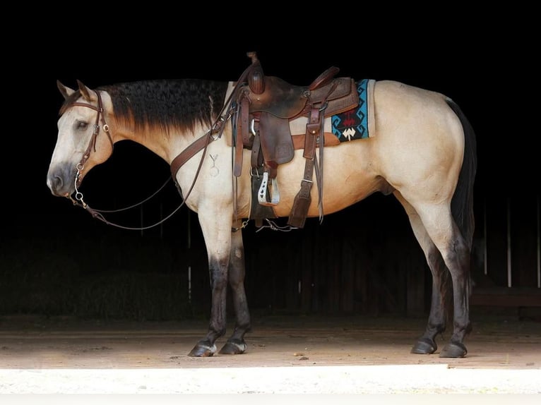 American Quarter Horse Castrone 13 Anni 152 cm Pelle di daino in Needmore, PA